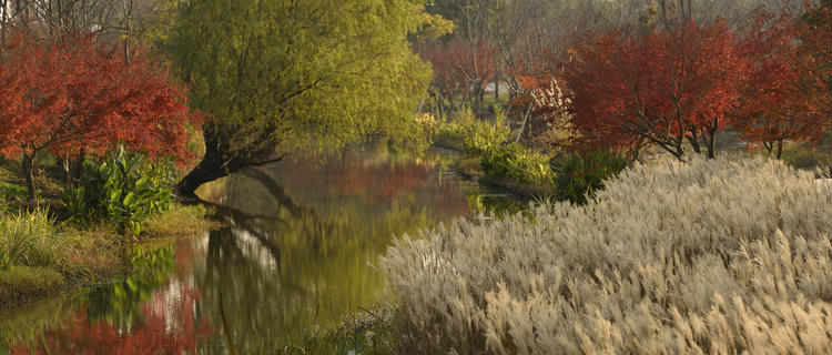 看看粉黛乱子草有多惊艳,粉黛乱子草被踩秃