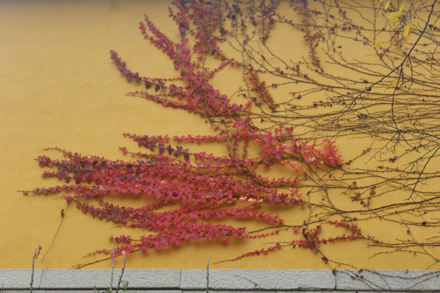 苏州天平山赏枫叶最佳地点,灵白线天平山全程路线详解