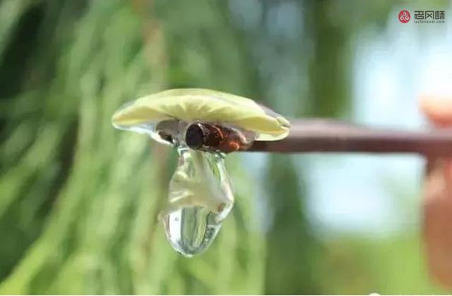 苏州人炖羊肉汤,苏州人喜欢喝的家常汤