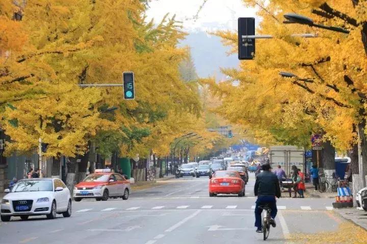 银杏树果子多少钱一斤,胸径6公分银杏树的价格