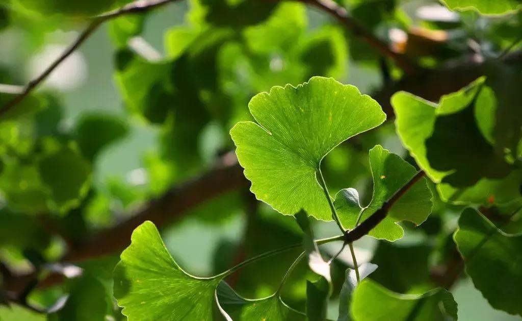 银杏树果子多少钱一斤,胸径6公分银杏树的价格