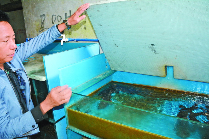 最大娃娃鱼大鲵,大鲵最高可达多少斤