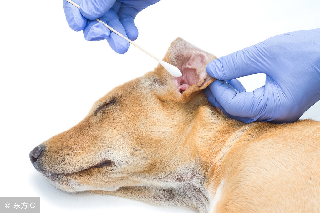 狗狗耳朵怎么清理耳螨,给狗狗清理耳朵的最佳方法