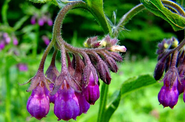 可以治脚癣的草,能治脚癣的草药叫什么草