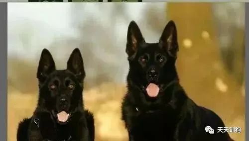 分享一些训犬护主的小技巧,训犬护食纠正