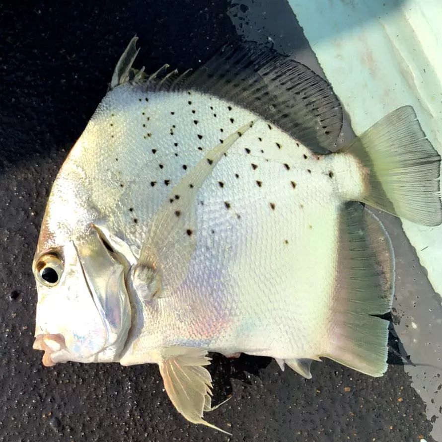 “四大美女”征战马来西亚旗鱼日记