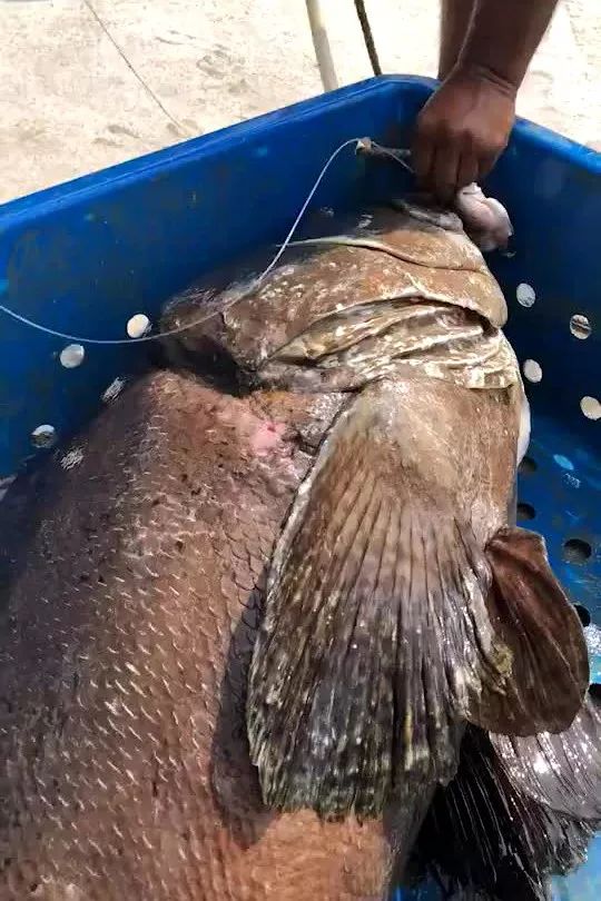 “四大美女”征战马来西亚旗鱼日记