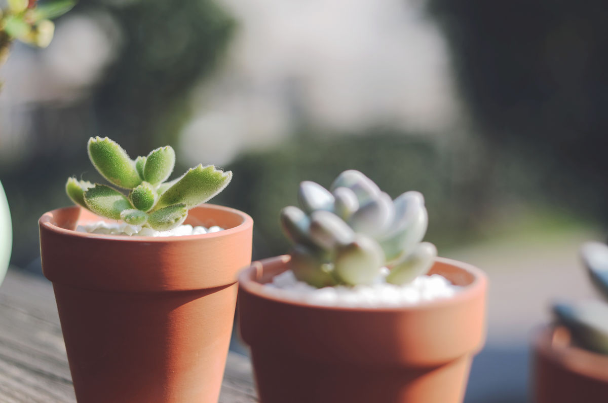 夏季多肉叶片为什么会化水,多肉夏天叶片化水是什么原因