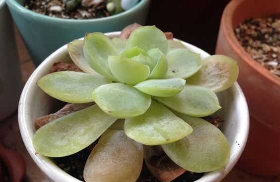 夏季多肉叶片为什么会化水,多肉夏天叶片化水是什么原因