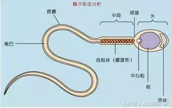 男性生育能力怎么判断,如何判断男性的生育能力