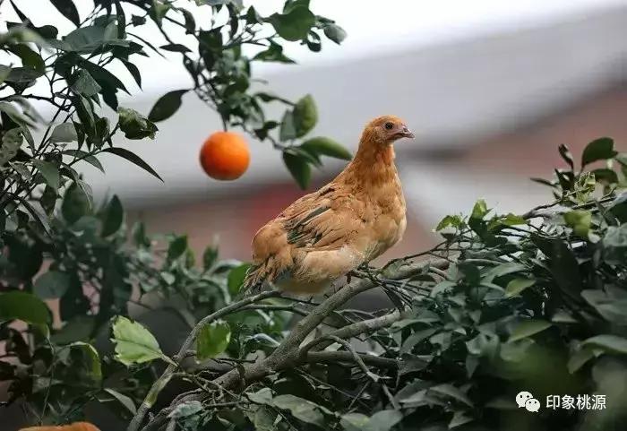 随笔——田桃源：卖房子