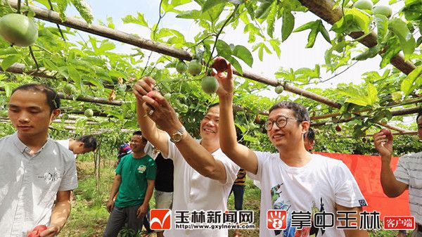 广西北流电商,北流兴农扶贫项目