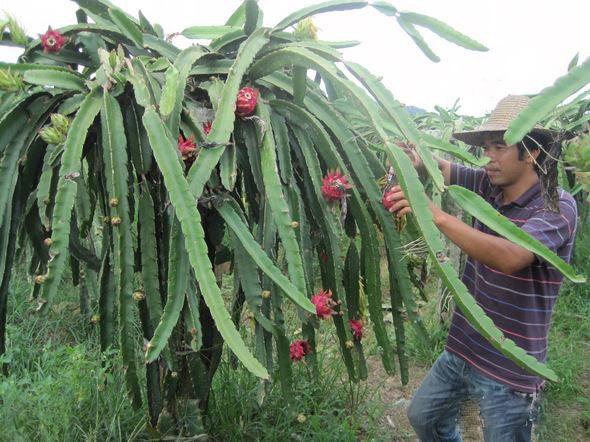 广西北流电商,北流兴农扶贫项目