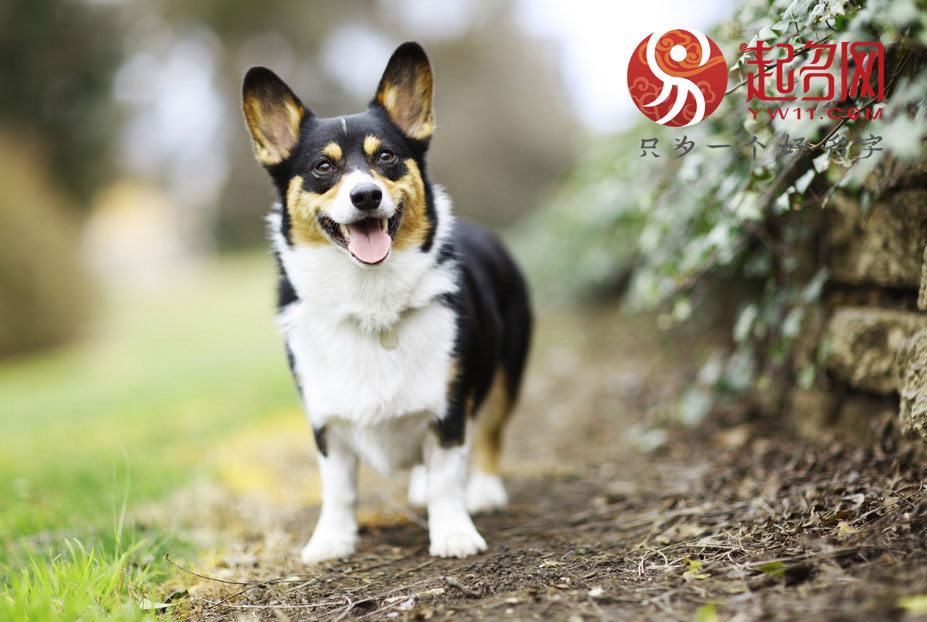 宠物名字可爱洋气英文名字,宠物名字搞笑顺口