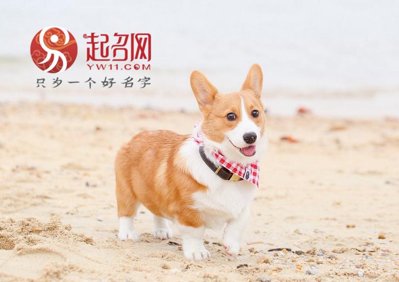 宠物名字可爱洋气英文名字,宠物名字搞笑顺口