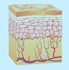 瘢痕疙瘩止痒最有效的方法,看瘢痕疙瘩应该挂什么科室