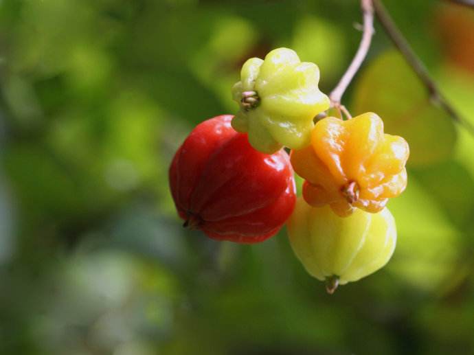 这种小红果产自巴西！味道鲜美，果型奇特，食用、观赏两相宜！