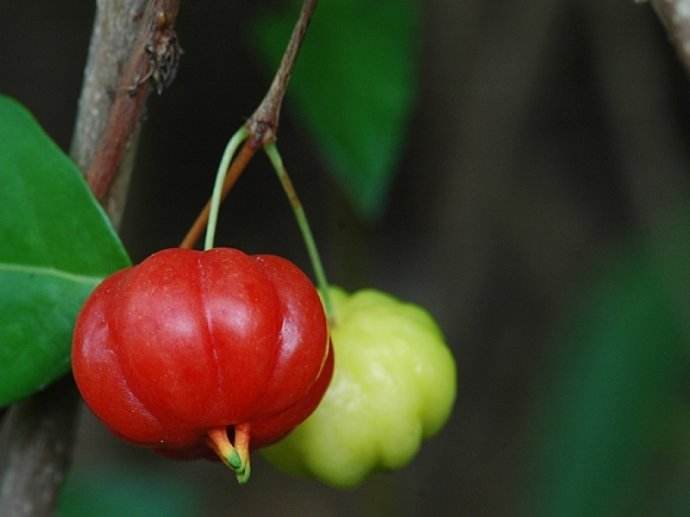 这种小红果产自巴西！味道鲜美，果型奇特，食用、观赏两相宜！