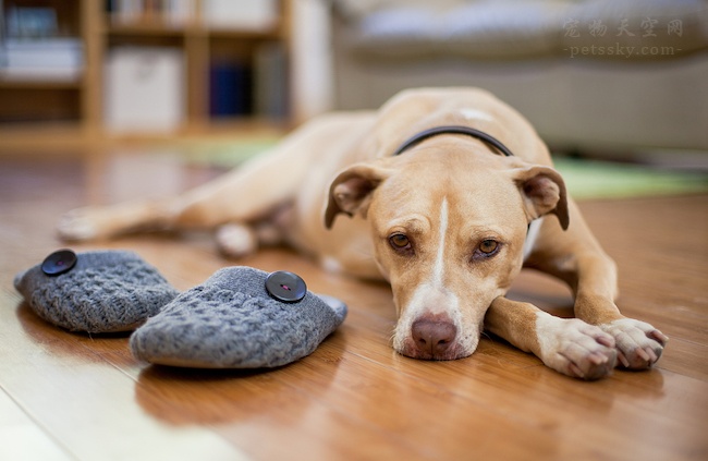 狗狗喜欢叼猫咪屎,狗狗喜欢叼自己的粑粑到碗里