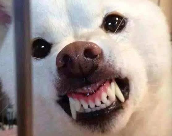 狗狗喜欢叼猫咪屎,狗狗喜欢叼自己的粑粑到碗里