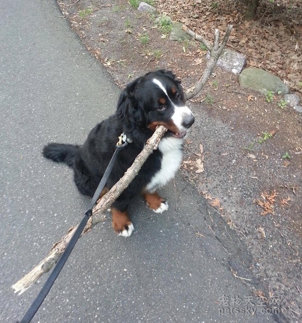 狗狗喜欢叼猫咪屎,狗狗喜欢叼自己的粑粑到碗里