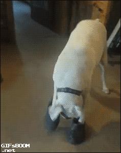 狗狗喜欢叼猫咪屎,狗狗喜欢叼自己的粑粑到碗里