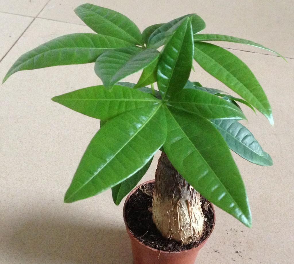 鸭掌木发财树怎么养才能更旺盛,鸭脚木发财树叶子发黄怎么办