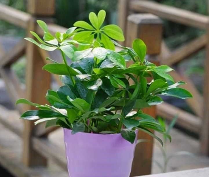 鸭掌木发财树怎么养才能更旺盛,鸭脚木发财树叶子发黄怎么办