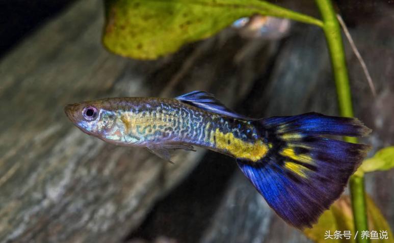 养鱼治病的药,养鱼治病用啥药