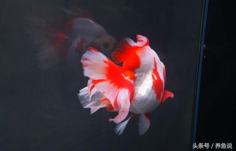 养鱼治病的药,养鱼治病用啥药