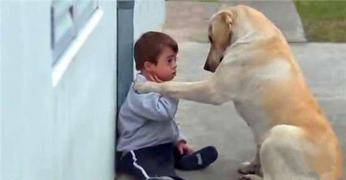 适合作为宠物饲养的伴侣犬,最适合陪宝宝的宠物犬