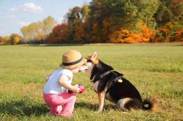 适合作为宠物饲养的伴侣犬,最适合陪宝宝的宠物犬