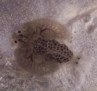 常见鱼病寄生虫防治,鱼类寄生虫哪种最危险