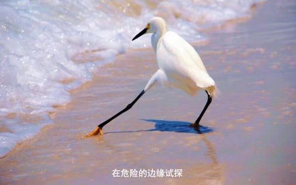 淘宝双十一全球购怎么买,淘宝双十一买一免一套路