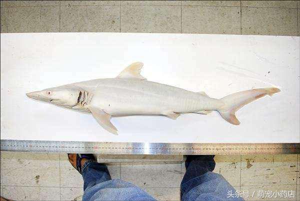 男子在海边捡到怪鱼,小伙河边发现蓝色怪鱼