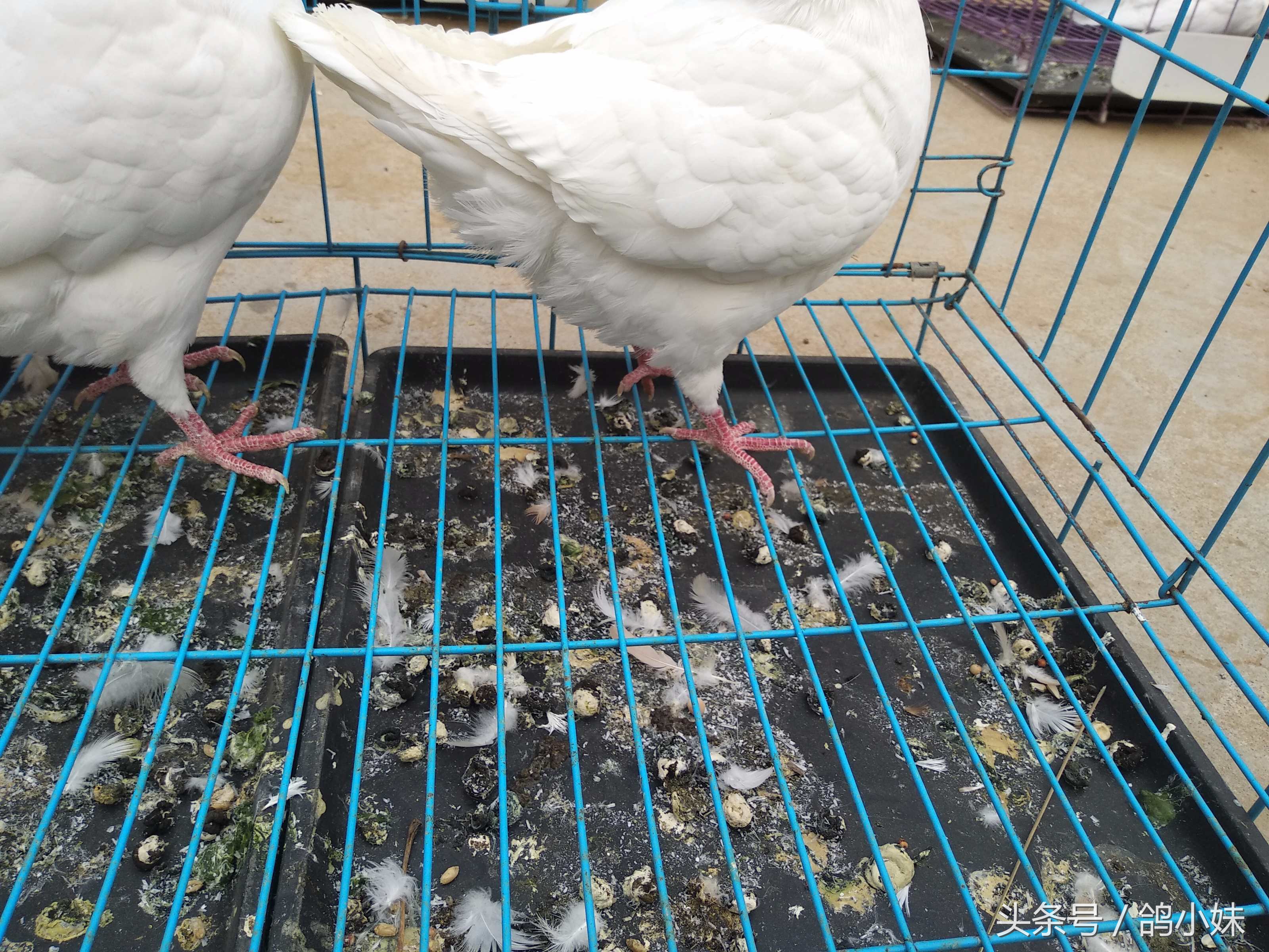 凯鸽3号能治鸽子腺病毒吗,鸽子感染腺病毒成活率有多高