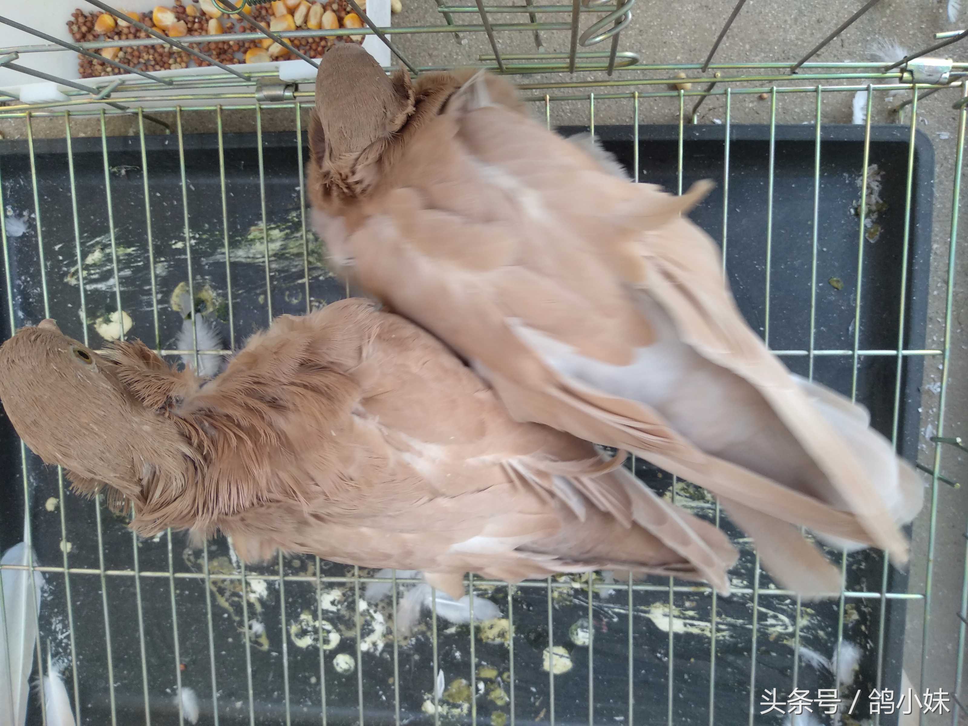 凯鸽3号能治鸽子腺病毒吗,鸽子感染腺病毒成活率有多高