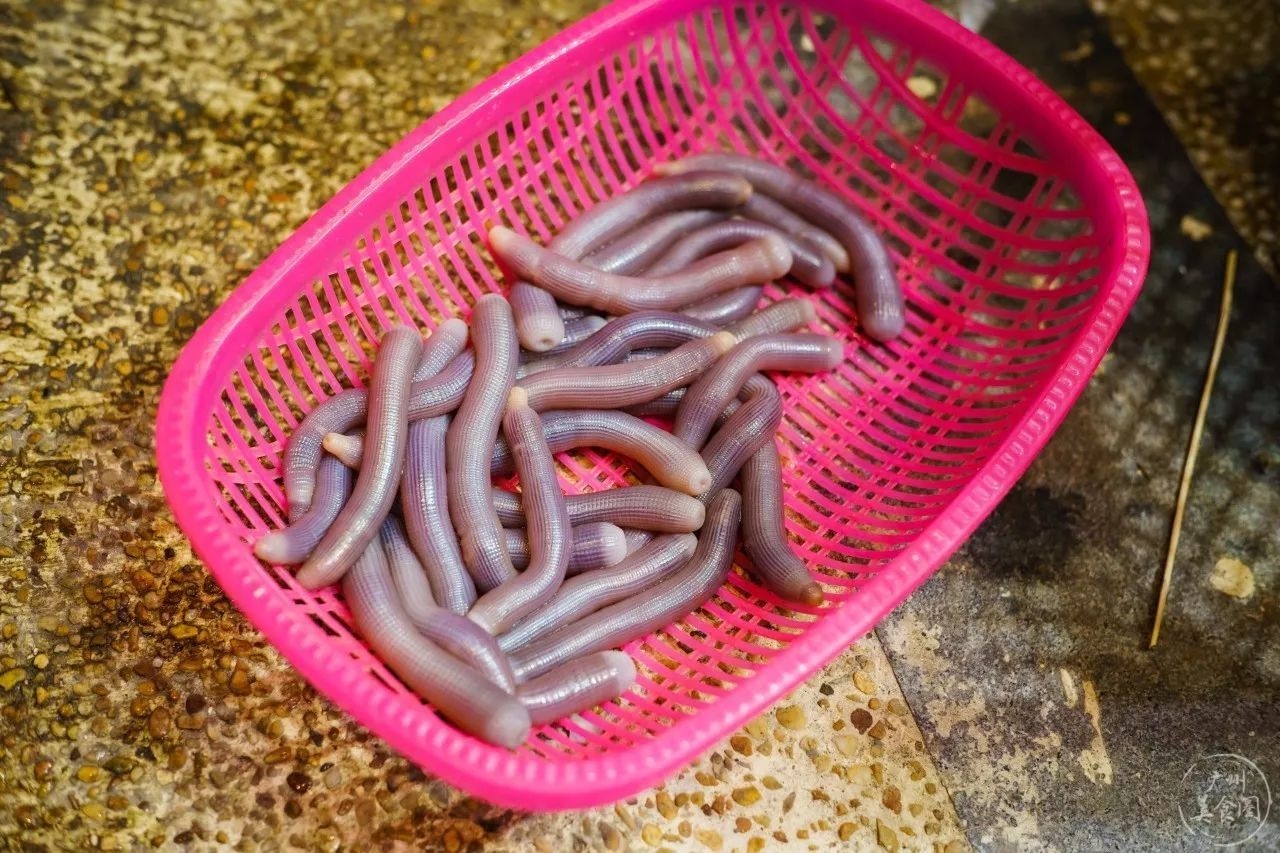 云南什么虫最好吃,广东有什么虫好吃