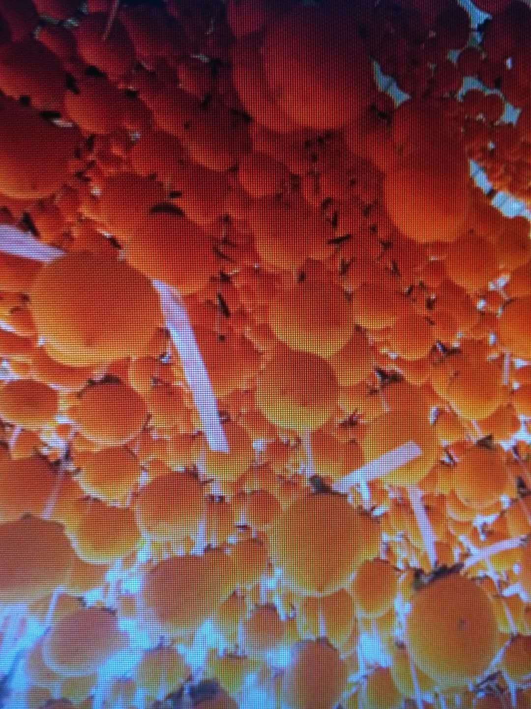 嘿，咱许昌有个地方产黑柿子，你知道吗？