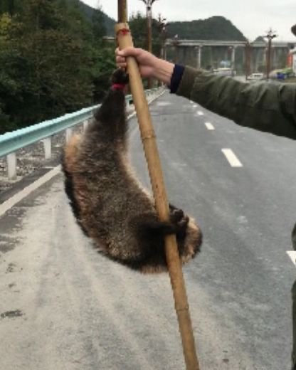 男子路边叫卖这种动物，还说味道鲜美，结果记者调查发现……