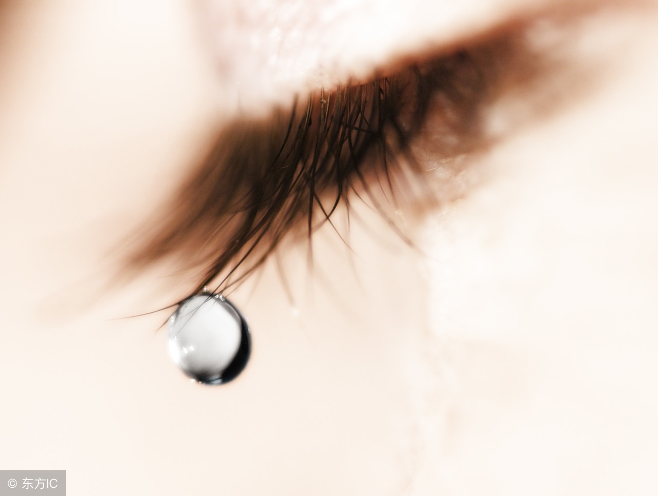 白鸟之死全文朗读,白鸟之死