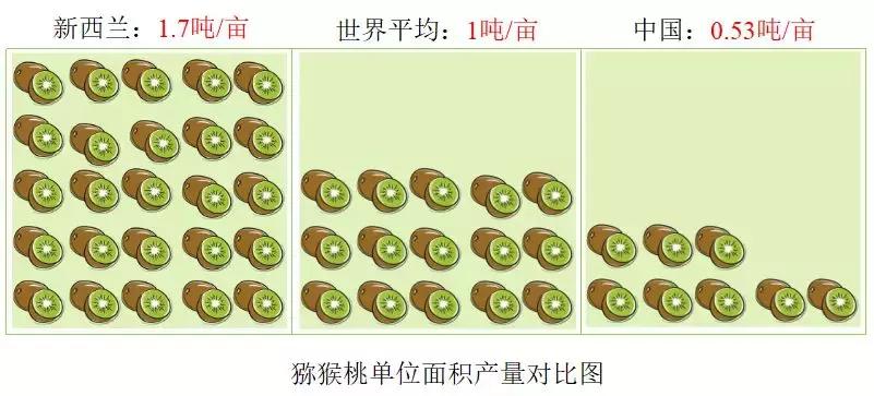 新西兰小岛国,是如何将一个猕猴桃送上水果行业的“神坛”