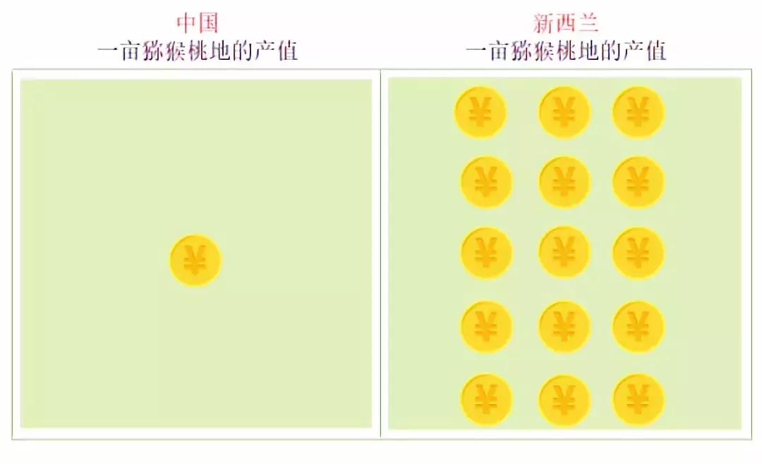 新西兰小岛国,是如何将一个猕猴桃送上水果行业的“神坛”