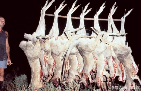 袋鼠可以吃桉树叶吗,袋鼠可以吃番茄吗