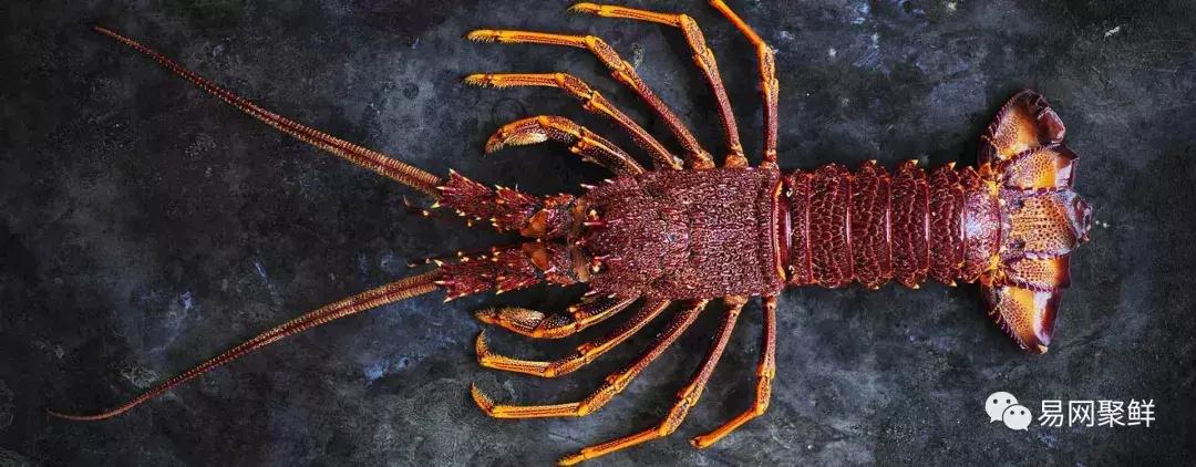 2023年澳洲龙虾进口最新政策,中国停止进口澳洲龙虾了吗