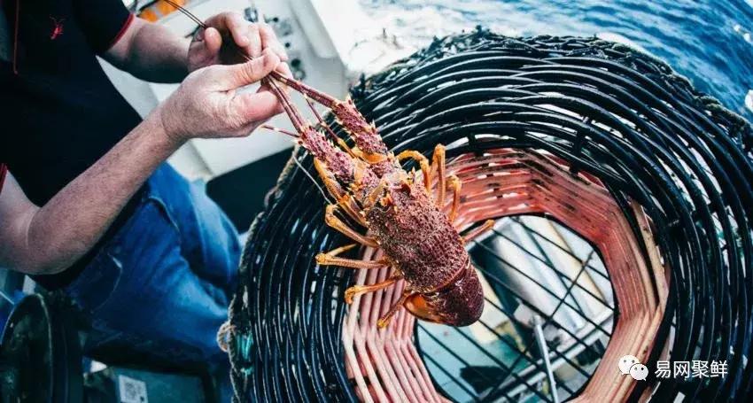 2023年澳洲龙虾进口最新政策,中国停止进口澳洲龙虾了吗