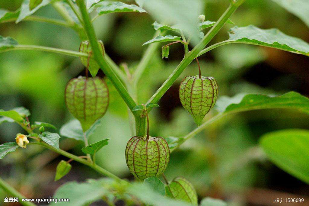 灯笼草是中药材吗,中药材野生灯笼草