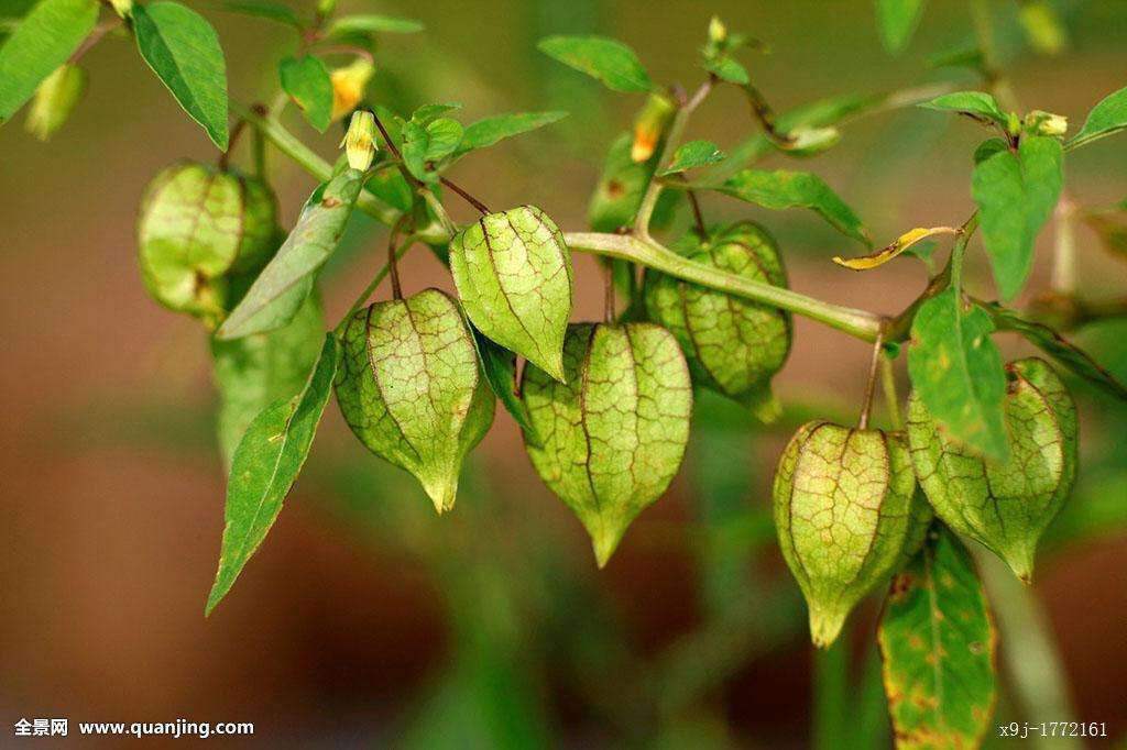 灯笼草是中药材吗,中药材野生灯笼草