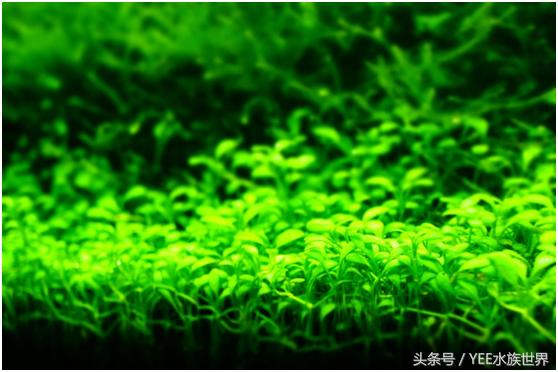 矮珍珠养护注意事项,矮珍珠草坪造景