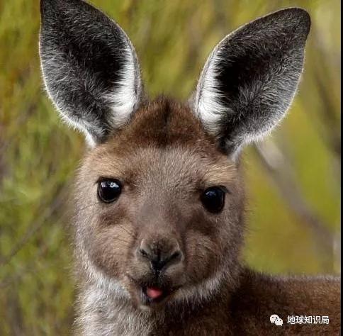 袋鼠能不能吃食物,巨型袋鼠吃什么